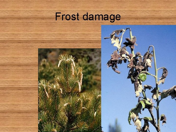 Frost damage 