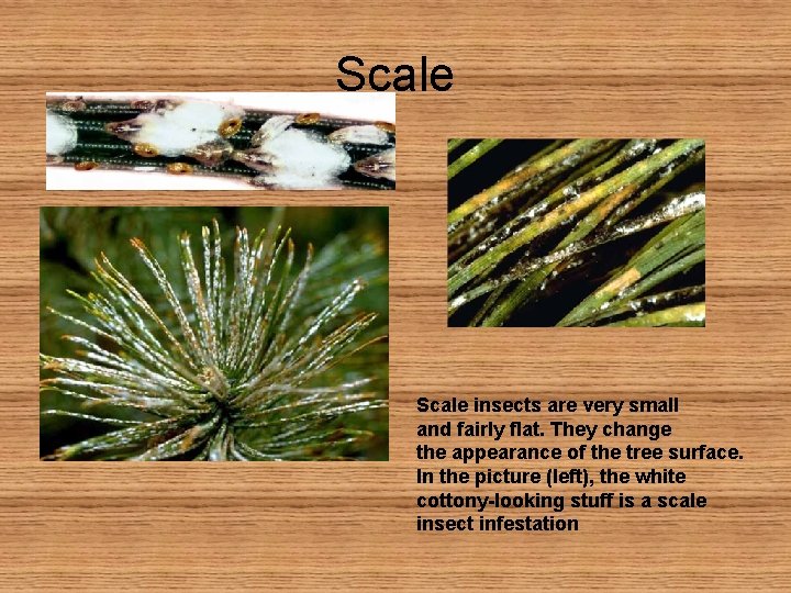 Scale insects are very small and fairly flat. They change the appearance of the