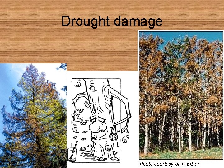 Drought damage 