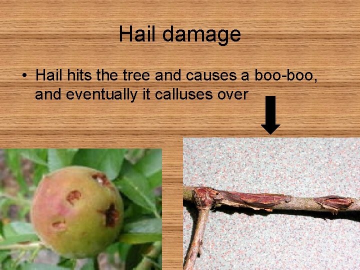 Hail damage • Hail hits the tree and causes a boo-boo, and eventually it