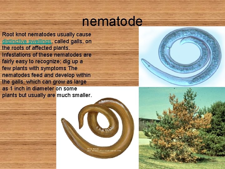 nematode Root knot nematodes usually cause distinctive swellings, called galls, on the roots of