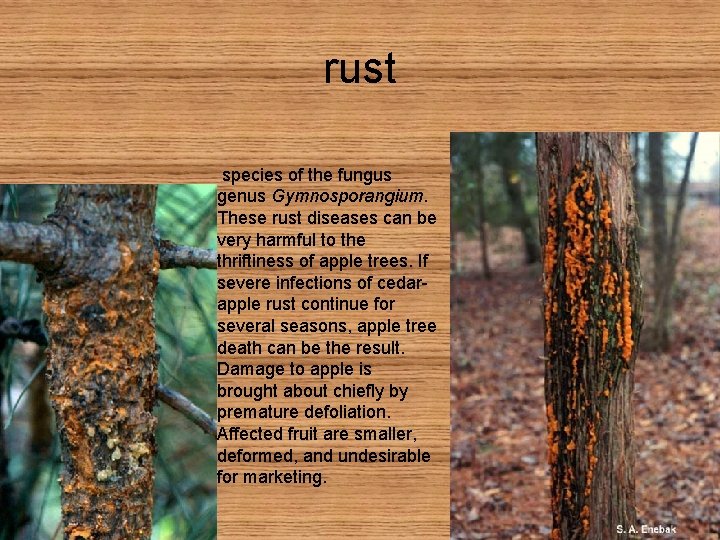 rust species of the fungus genus Gymnosporangium. These rust diseases can be very harmful