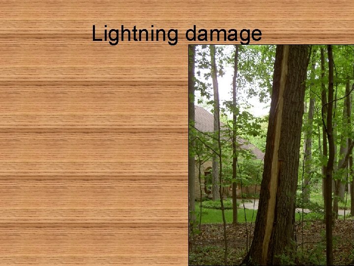 Lightning damage 