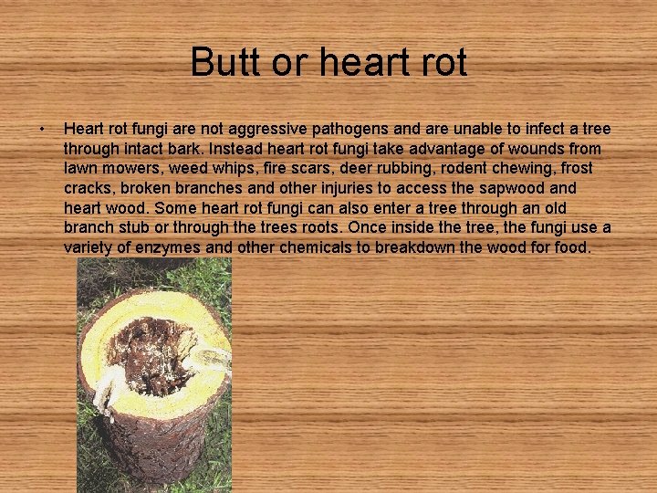 Butt or heart rot • Heart rot fungi are not aggressive pathogens and are