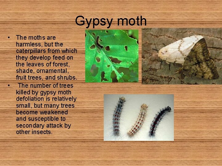 Gypsy moth • The moths are harmless, but the caterpillars from which they develop