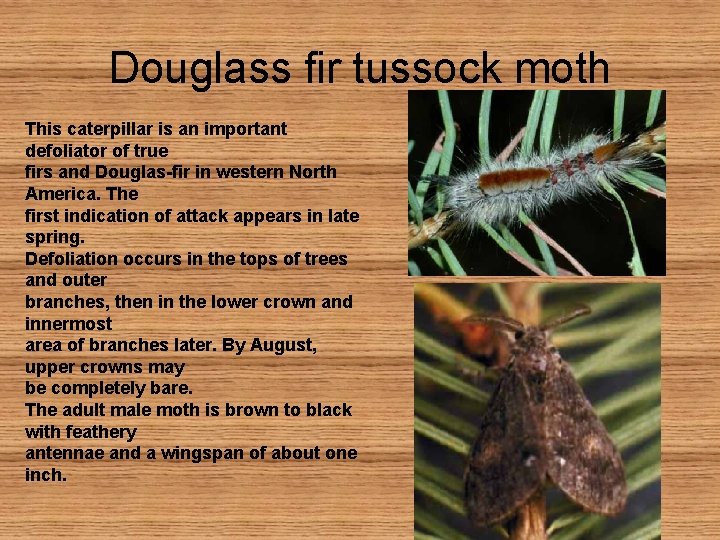 Douglass fir tussock moth This caterpillar is an important defoliator of true firs and