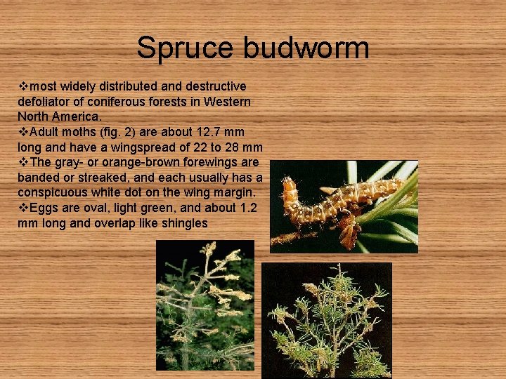 Spruce budworm vmost widely distributed and destructive defoliator of coniferous forests in Western North