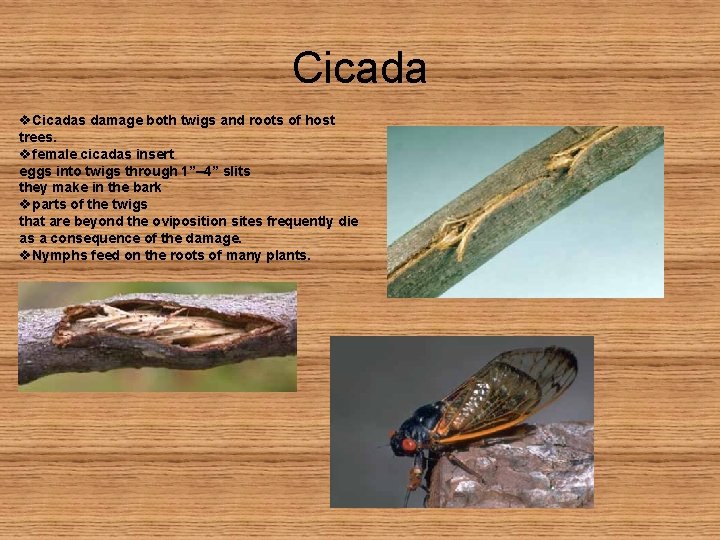 Cicada v. Cicadas damage both twigs and roots of host trees. vfemale cicadas insert