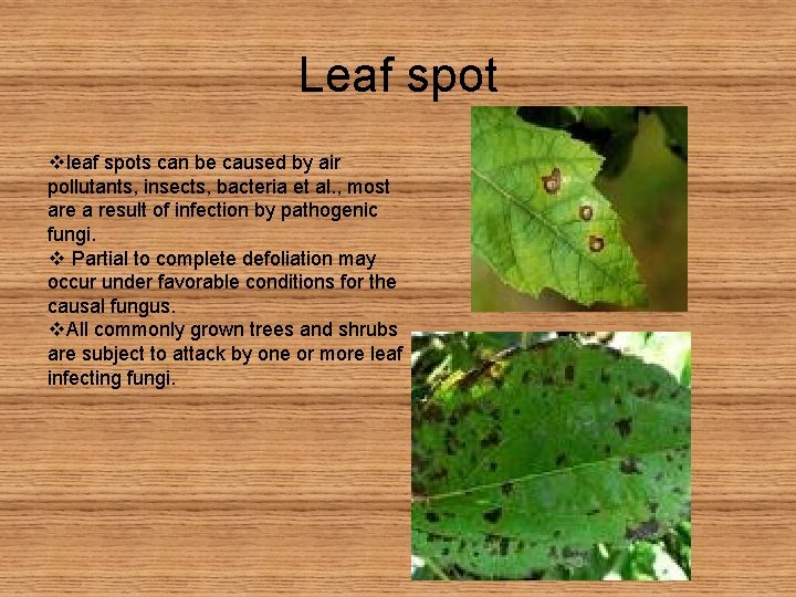 Leaf spot vleaf spots can be caused by air pollutants, insects, bacteria et al.