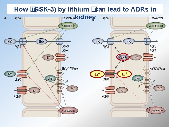 How � (GSK-3) by lithium �can lead to ADRs in kidney Li+ 