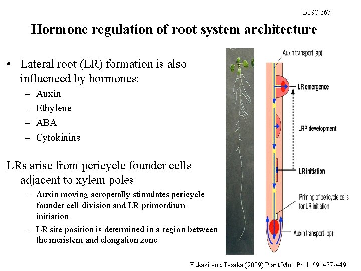 BISC 367 Hormone regulation of root system architecture • Lateral root (LR) formation is
