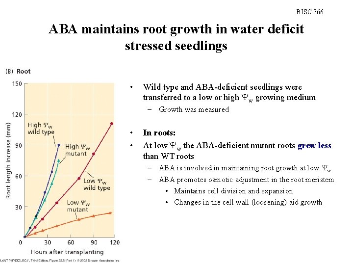 BISC 366 ABA maintains root growth in water deficit stressed seedlings • Wild type