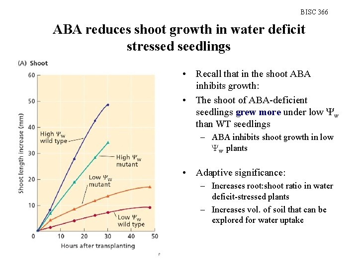 BISC 366 ABA reduces shoot growth in water deficit stressed seedlings • Recall that