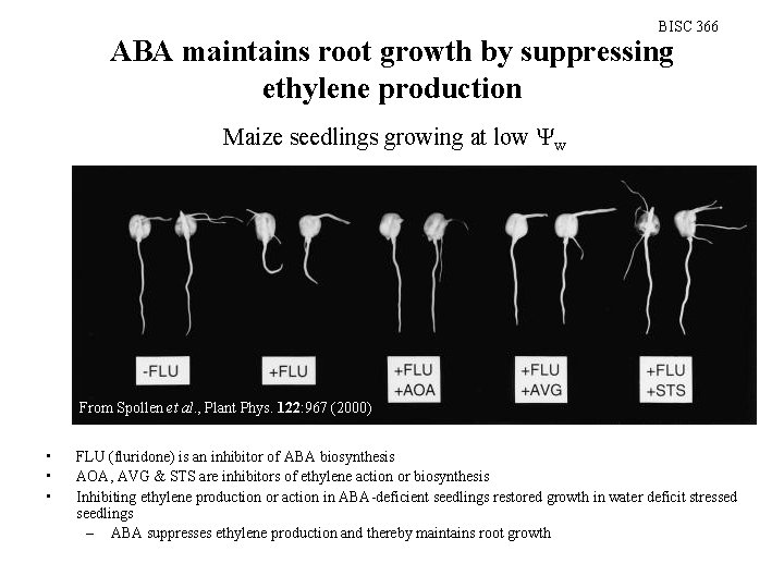 BISC 366 ABA maintains root growth by suppressing ethylene production Maize seedlings growing at