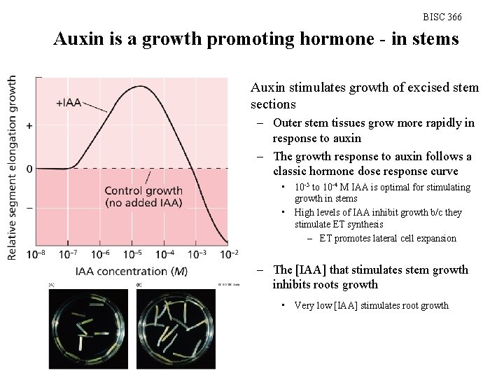 BISC 366 Auxin is a growth promoting hormone - in stems • Auxin stimulates