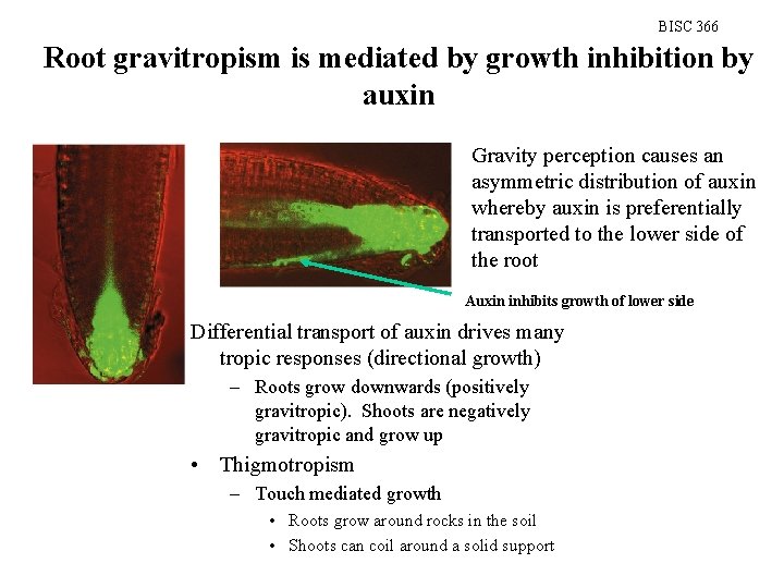 BISC 366 Root gravitropism is mediated by growth inhibition by auxin Gravity perception causes