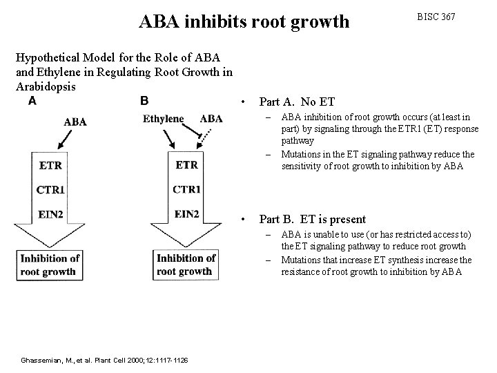 ABA inhibits root growth BISC 367 Hypothetical Model for the Role of ABA and