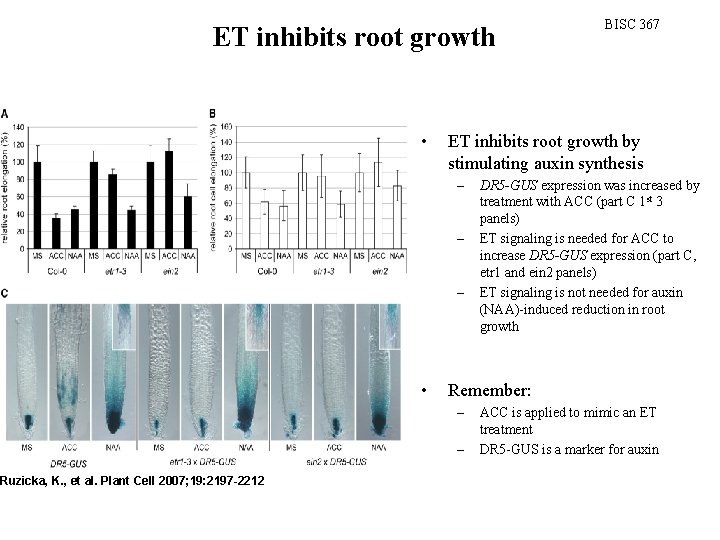 ET inhibits root growth Ruzicka, K. , et al. Plant Cell 2007; 19: 2197