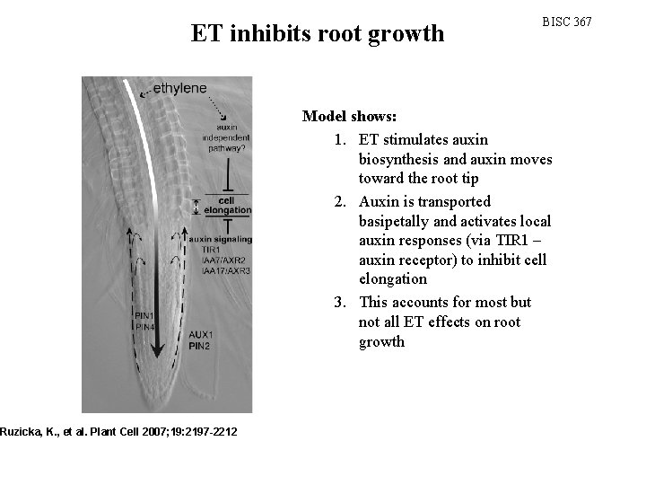 ET inhibits root growth Ruzicka, K. , et al. Plant Cell 2007; 19: 2197