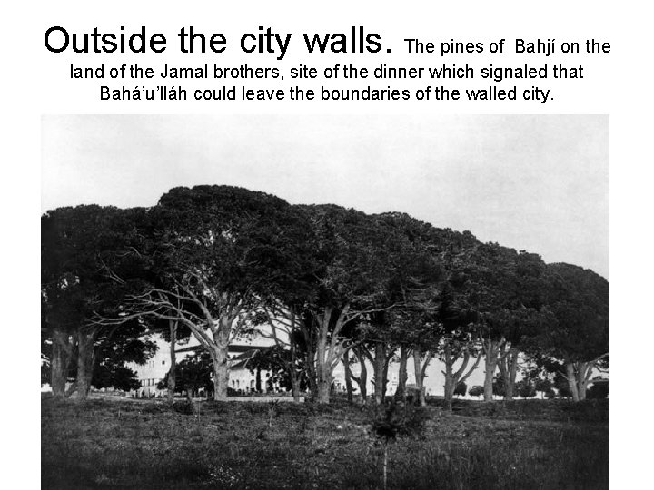 Outside the city walls. The pines of Bahjí on the land of the Jamal