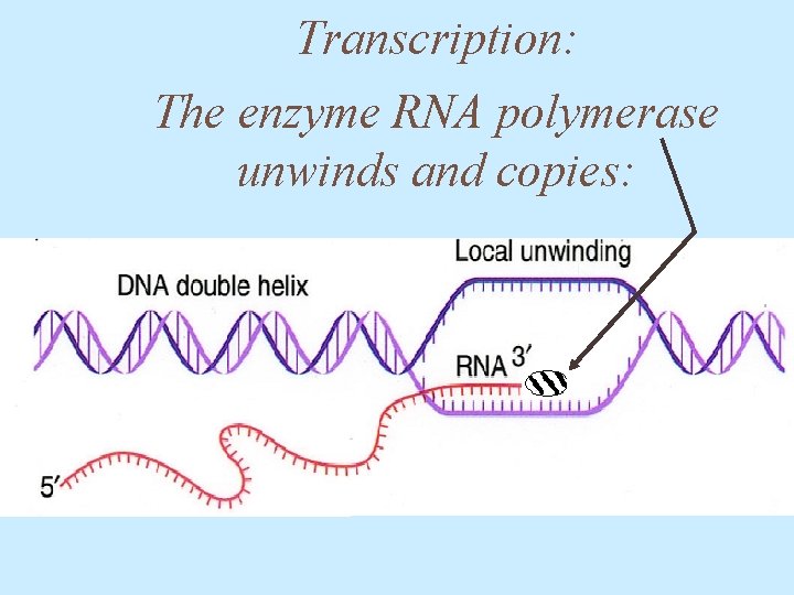 Transcription: The enzyme RNA polymerase unwinds and copies: 