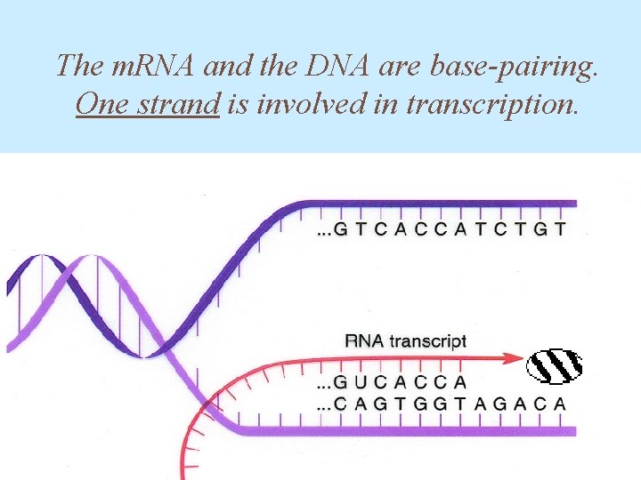 The m. RNA and the DNA are base-pairing. One strand is involved in transcription.