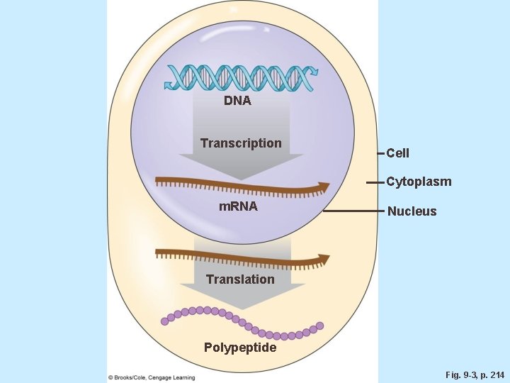 DNA Transcription Cell Cytoplasm m. RNA Nucleus Translation Polypeptide Fig. 9 -3, p. 214