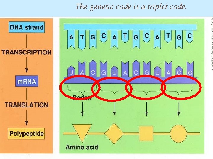The genetic code is a triplet code. 