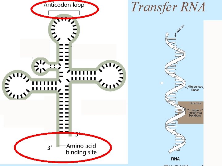 Transfer RNA 