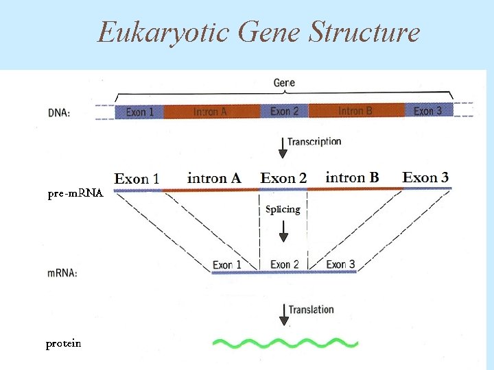 Eukaryotic Gene Structure 
