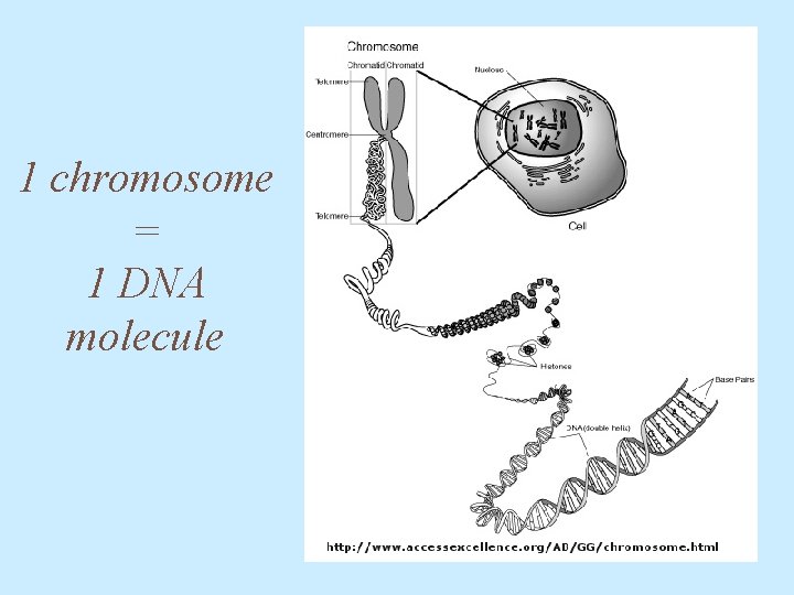 1 chromosome = 1 DNA molecule 