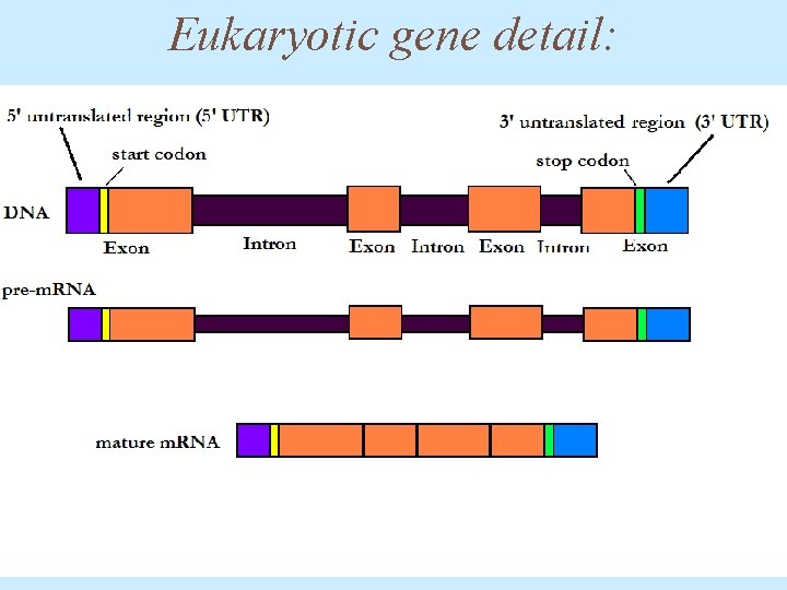 Eukaryotic gene detail: 