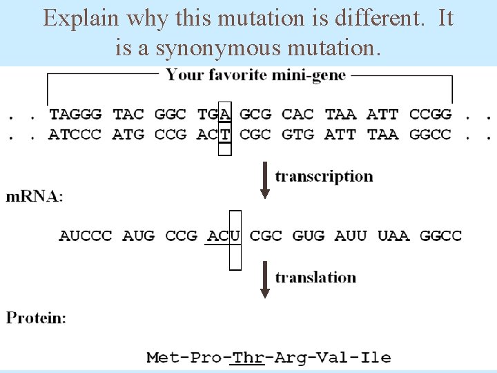 Explain why this mutation is different. It is a synonymous mutation. 