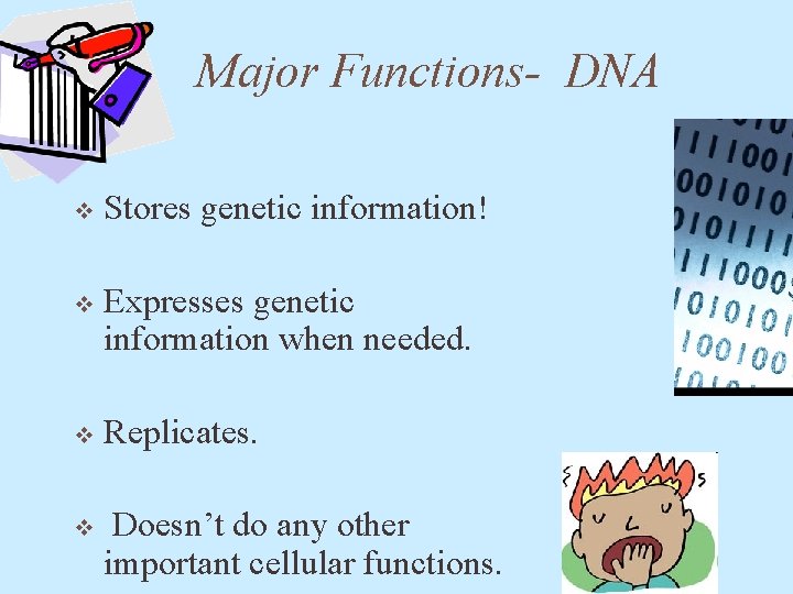 Major Functions- DNA v Stores genetic information! v Expresses genetic information when needed. v