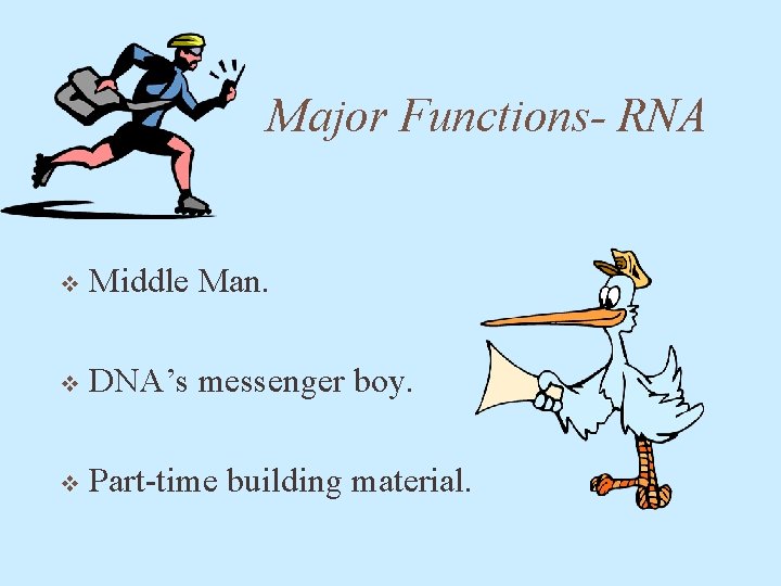 Major Functions- RNA v Middle Man. v DNA’s messenger boy. v Part-time building material.