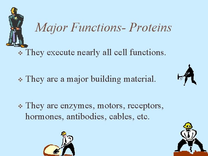 Major Functions- Proteins v They execute nearly all cell functions. v They are a