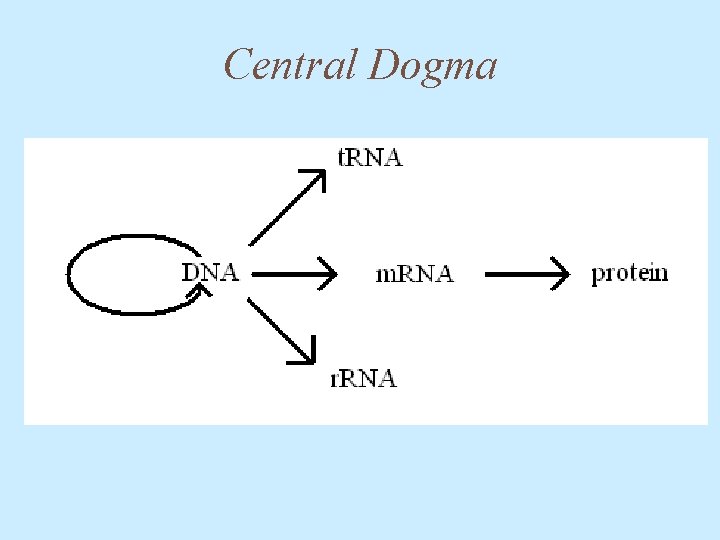 Central Dogma 