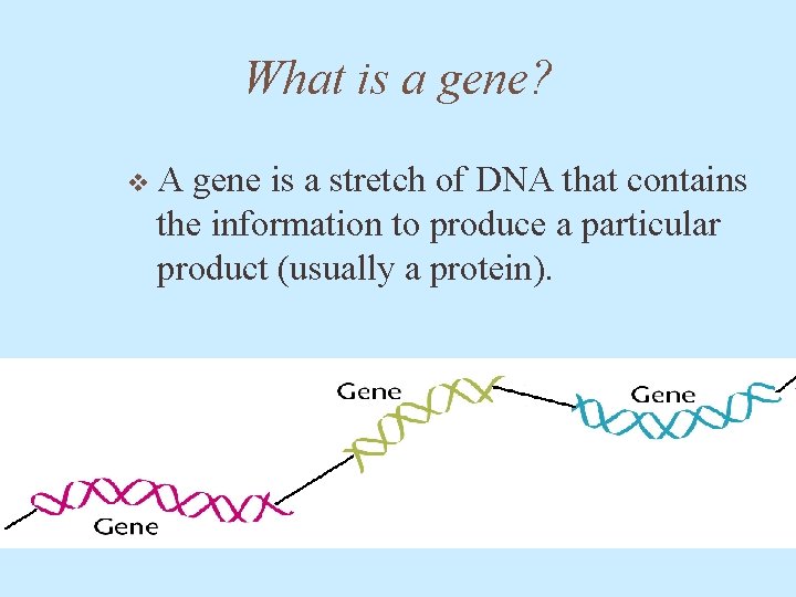 What is a gene? v A gene is a stretch of DNA that contains
