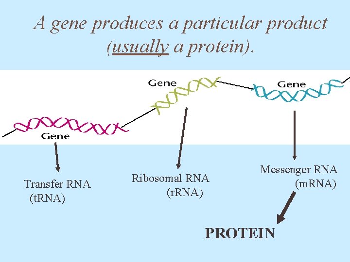 A gene produces a particular product (usually a protein). Transfer RNA (t. RNA) Ribosomal