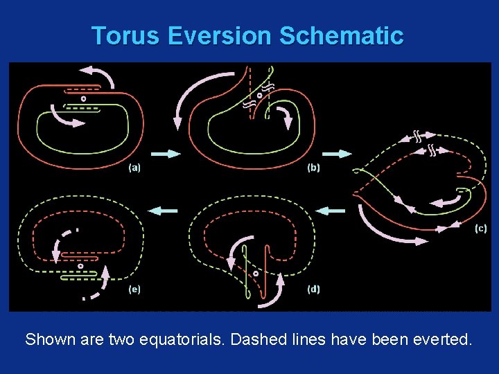 Torus Eversion Schematic Shown are two equatorials. Dashed lines have been everted. 