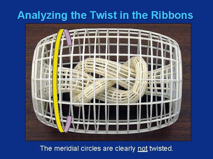 Analyzing the Twist in the Ribbons The meridial circles are clearly not twisted. 