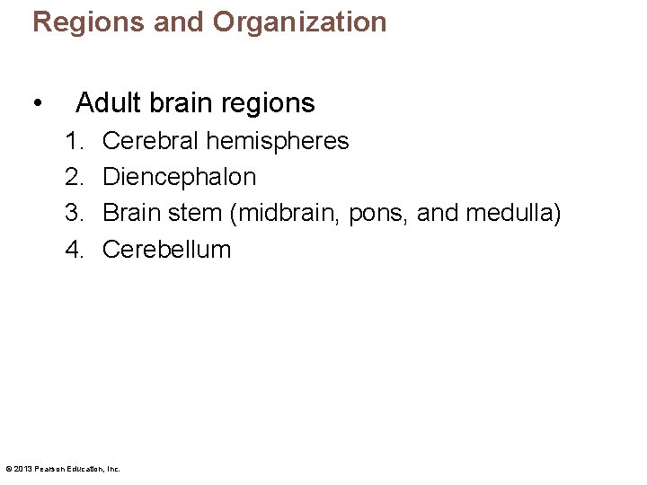 Regions and Organization • Adult brain regions 1. 2. 3. 4. Cerebral hemispheres Diencephalon