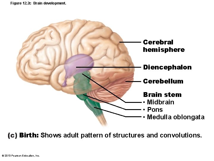 Figure 12. 2 c Brain development. Cerebral hemisphere Diencephalon Cerebellum Brain stem • Midbrain