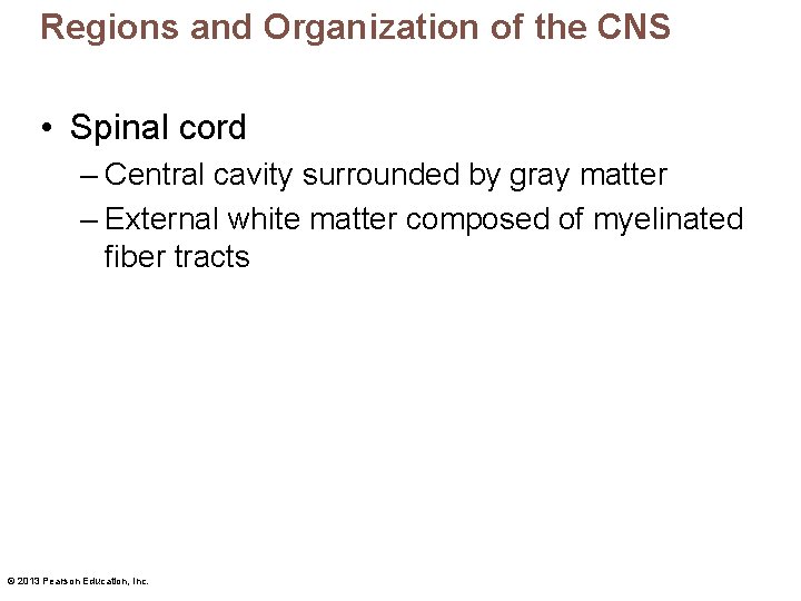 Regions and Organization of the CNS • Spinal cord – Central cavity surrounded by