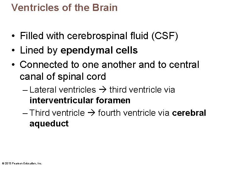 Ventricles of the Brain • Filled with cerebrospinal fluid (CSF) • Lined by ependymal