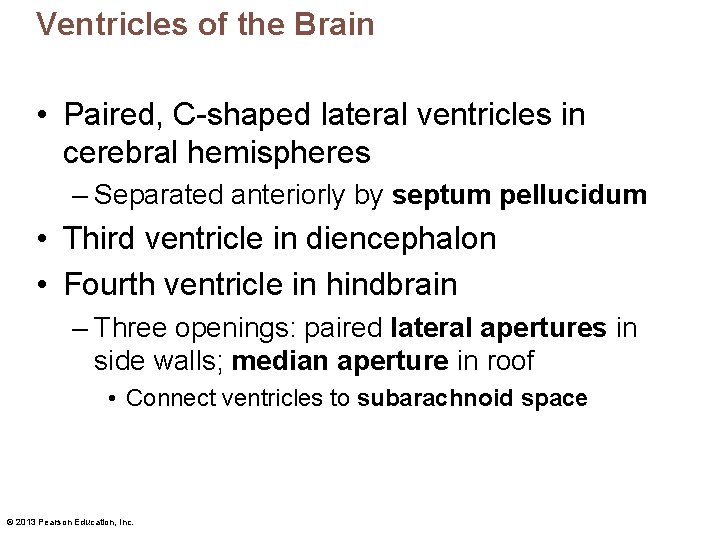 Ventricles of the Brain • Paired, C-shaped lateral ventricles in cerebral hemispheres – Separated