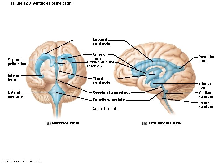 Figure 12. 3 Ventricles of the brain. Lateral ventricle Anterior horn Interventricular foramen Septum