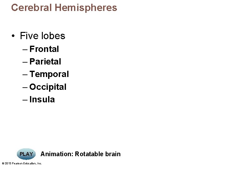 Cerebral Hemispheres • Five lobes – Frontal – Parietal – Temporal – Occipital –