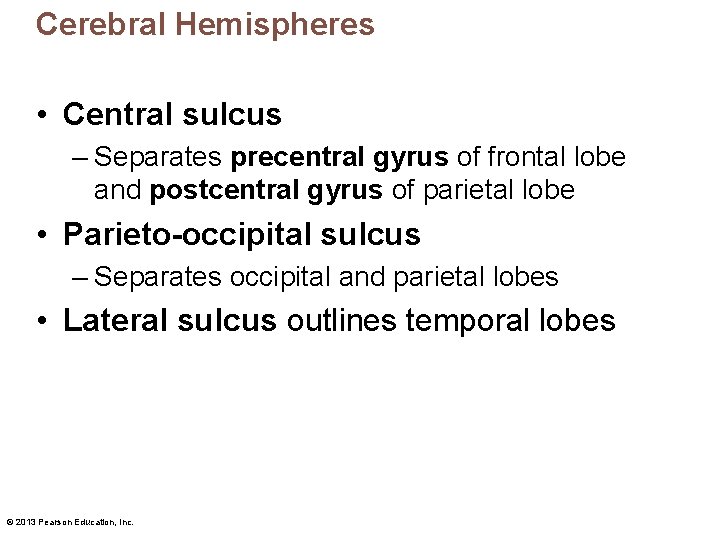 Cerebral Hemispheres • Central sulcus – Separates precentral gyrus of frontal lobe and postcentral