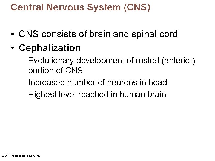 Central Nervous System (CNS) • CNS consists of brain and spinal cord • Cephalization